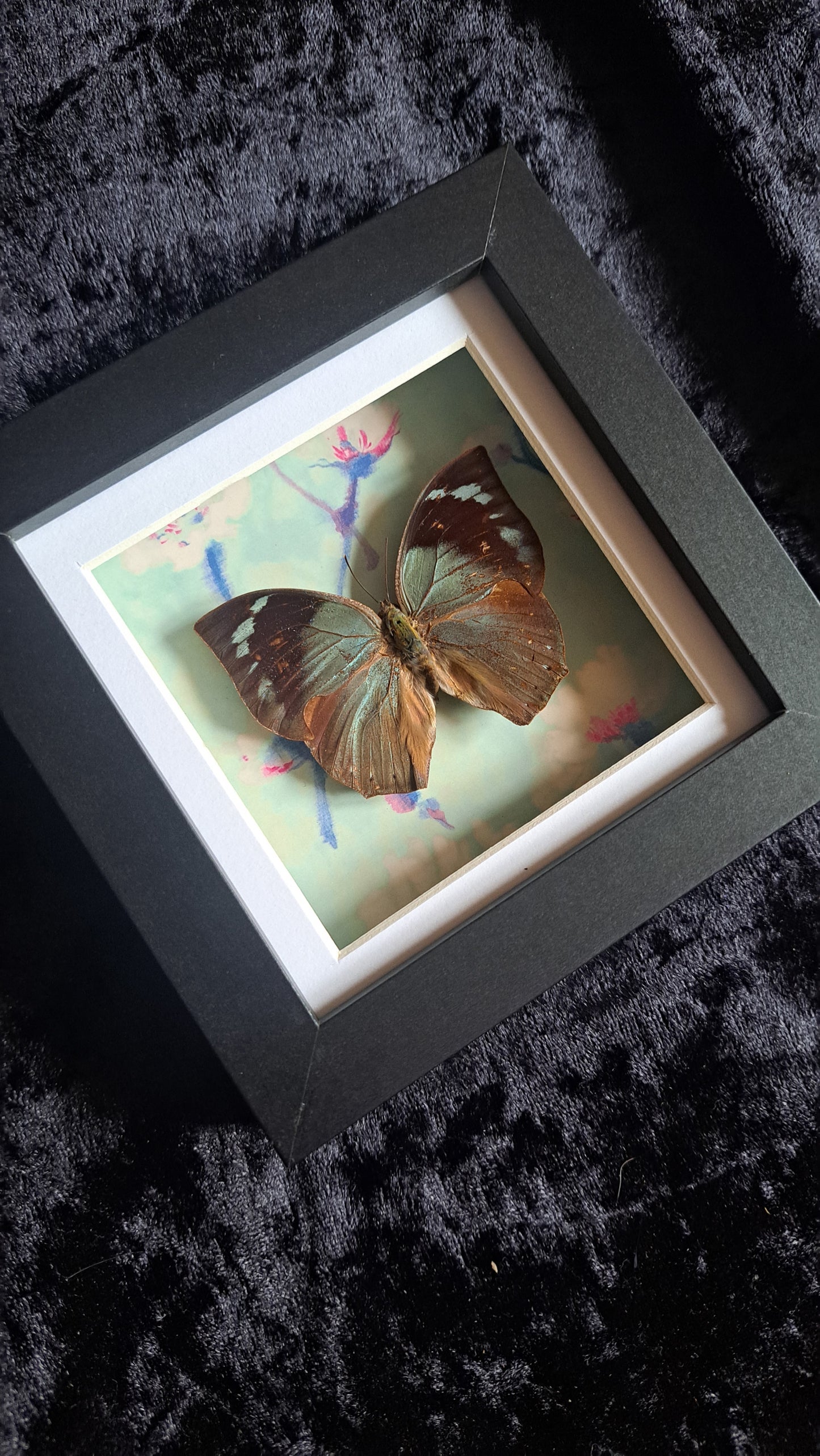 Lined Leafwing Framed