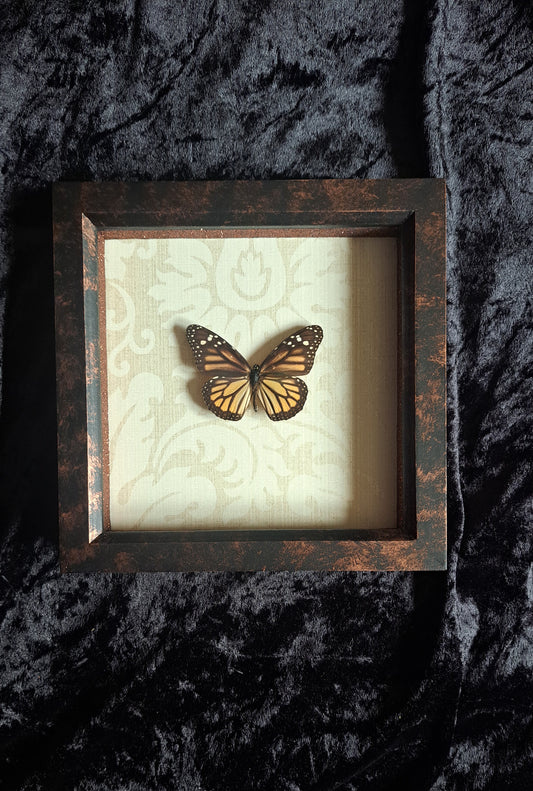 Monarch Framed II