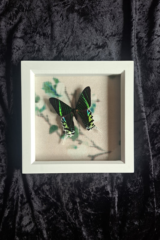 Green Banded Urania Sunset Moth Framed