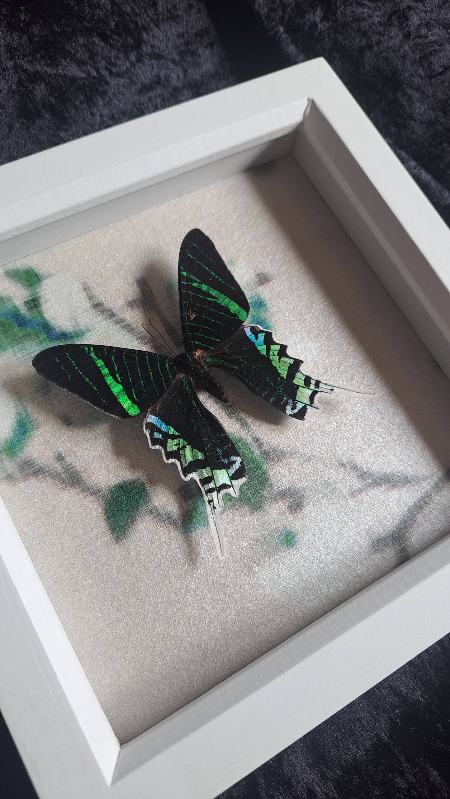 Green Banded Urania Sunset Moth Framed