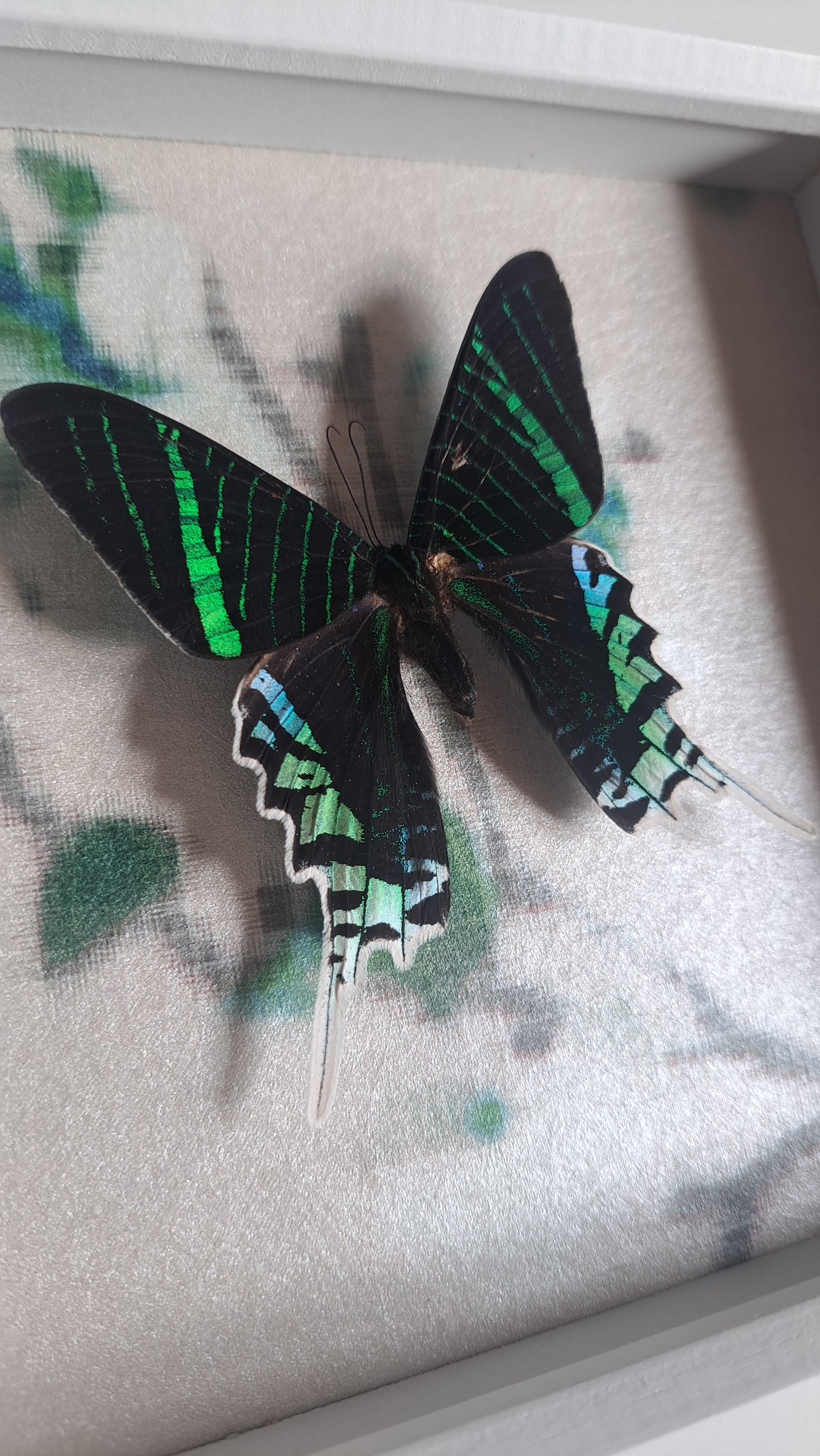 Green Banded Urania Sunset Moth Framed