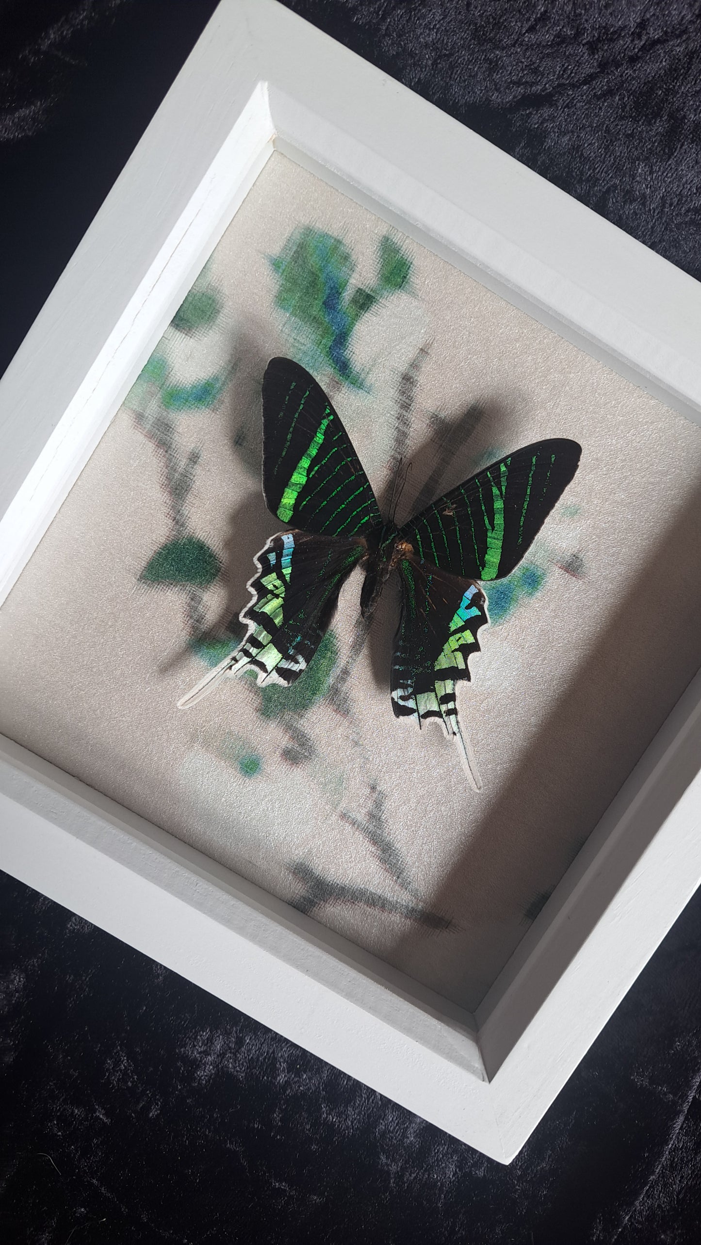 Green Banded Urania Sunset Moth Framed