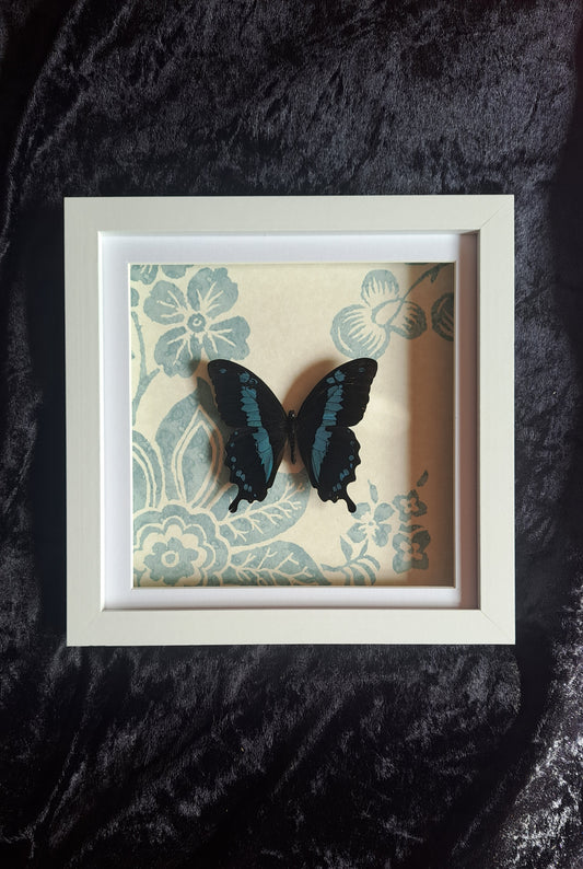 Blue Swallowtail Framed