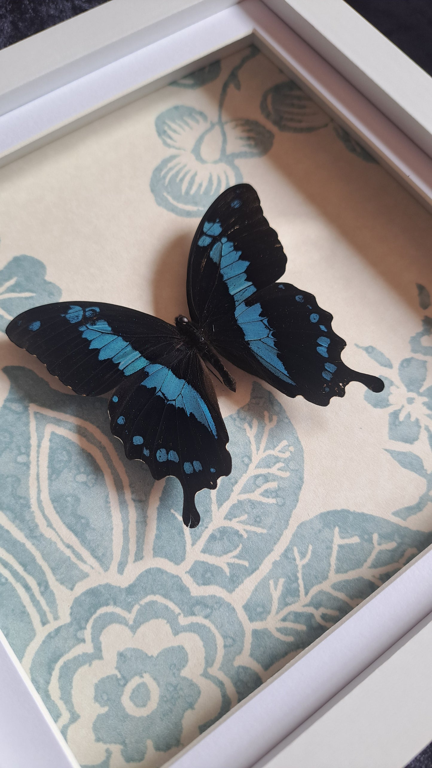 Blue Swallowtail Framed